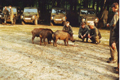 Wildschweine
